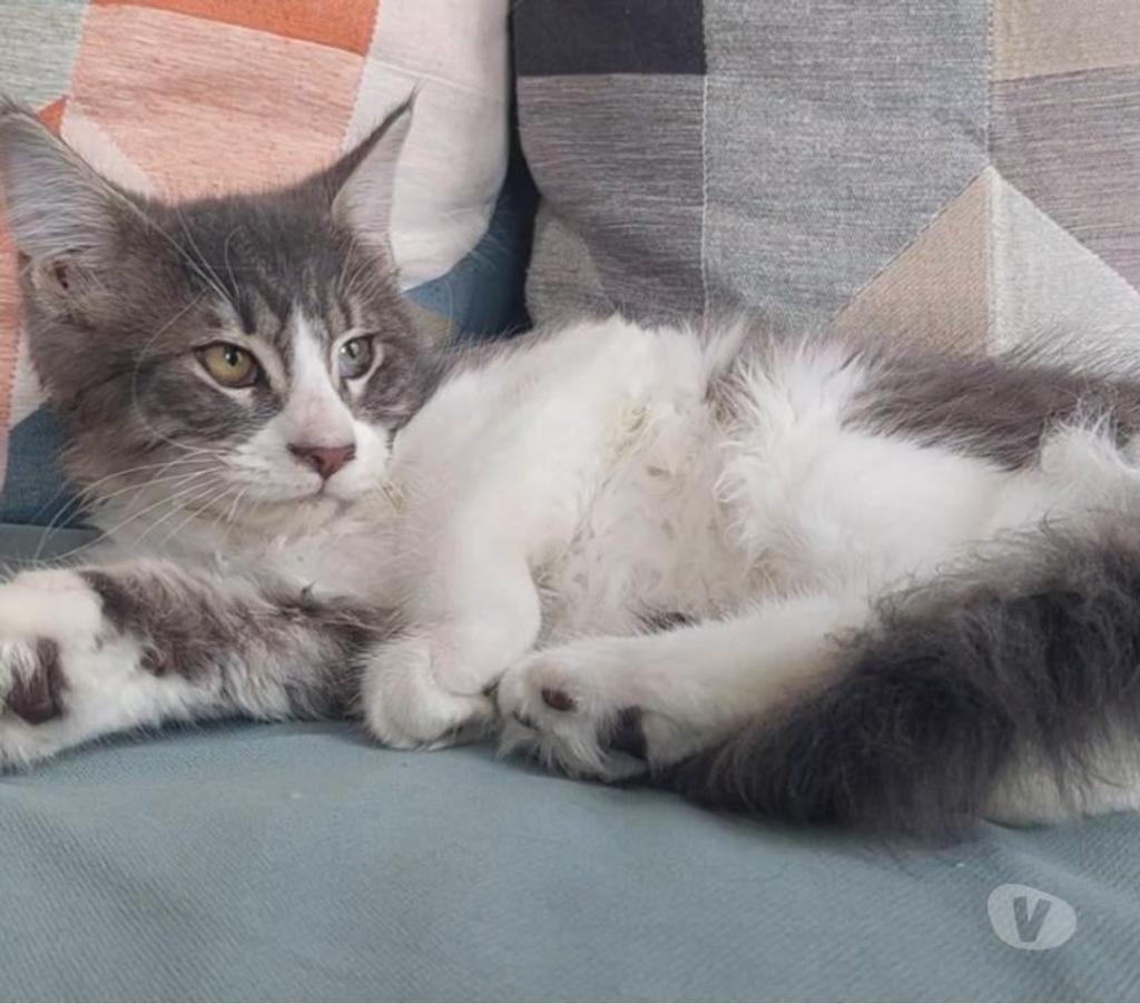 Vente Var Toulon - Photos Vivastreet chaton Maine Coon LOOF femelle