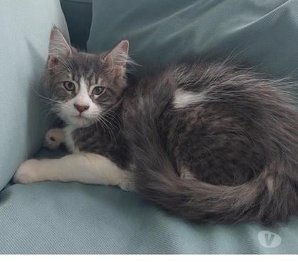 Vente animaux Toulon Toulon - Photos Vivastreet chaton Maine Coon LOOF femelle