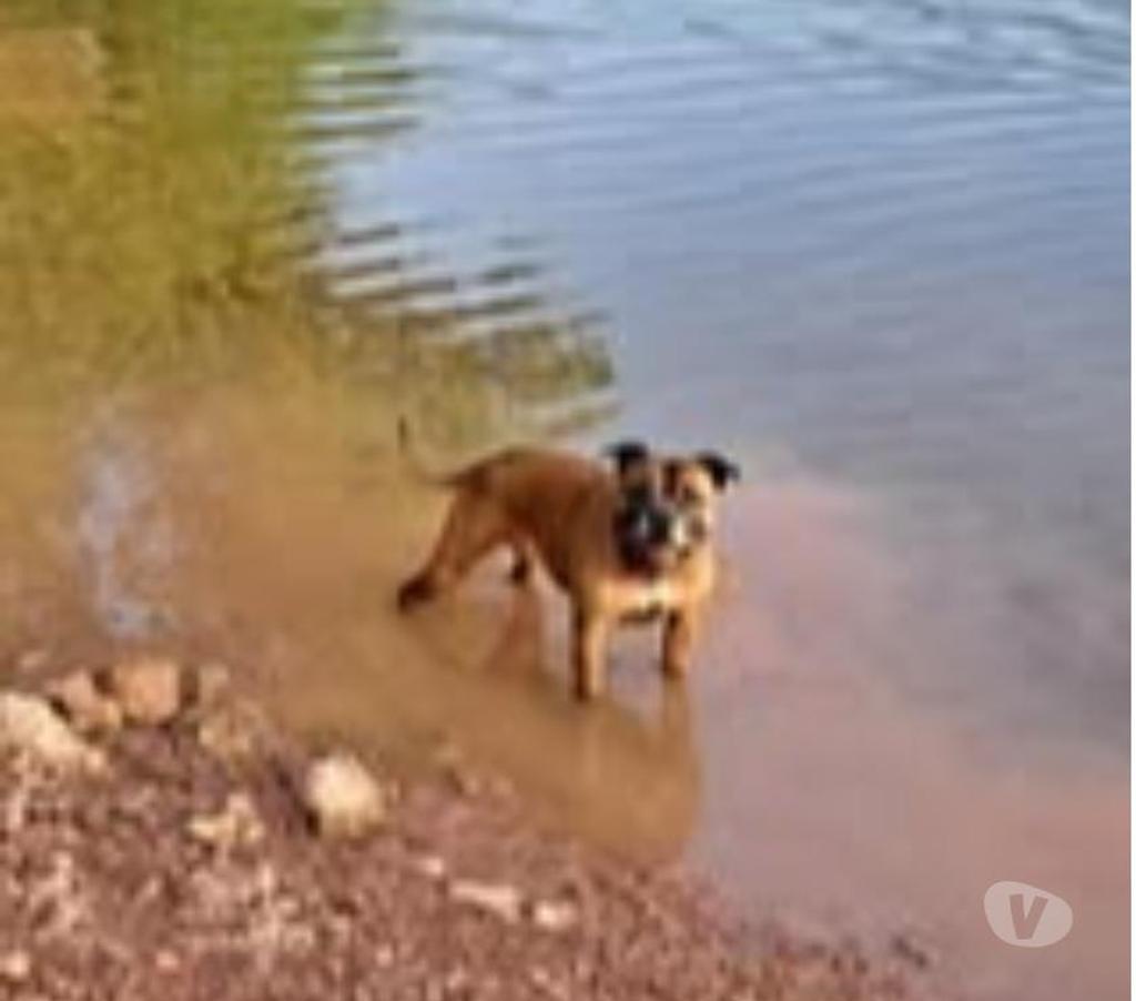 Don animaux Drôme St Restitut - 26130 - Photos Vivastreet Chien NEYA à l adoption
