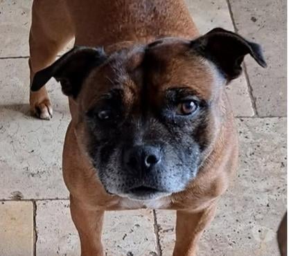 Don animaux St Restitut Drôme - Photos Vivastreet Chien NEYA à l adoption