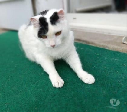 Adoption animaux Alboussiere Ardèche - Photos Vivastreet Chat MITSOU à l adoption