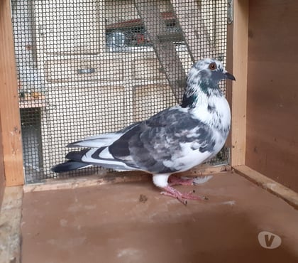 Vente animaux Begles Gironde - Photos Vivastreet COUPLE DE PIGEONS
