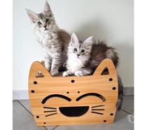 ADORABLES CHATONS MAINE COON