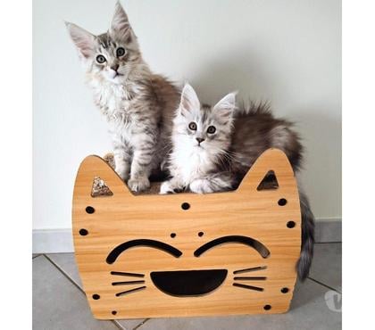 Vente animaux Sotteville sous le Val Seine-Maritime - Photos Vivastreet ADORABLES CHATONS MAINE COON