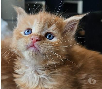 Vente animaux Nieppe Nord - Photos Vivastreet Chatons Maine Coon LOOF