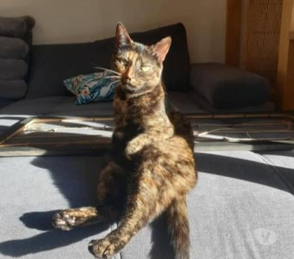 Adoption animaux Lancon Provence Bouches-du-Rhône - Photos Vivastreet Chat MIA à l adoption