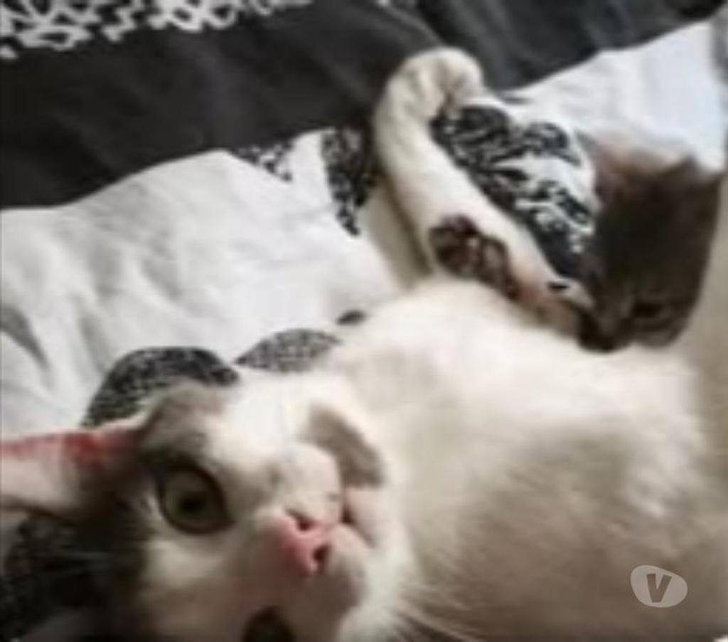 Don animaux Ardèche St Romain de Lerps - 07130 - Photos Vivastreet Chat OPALE à l adoption