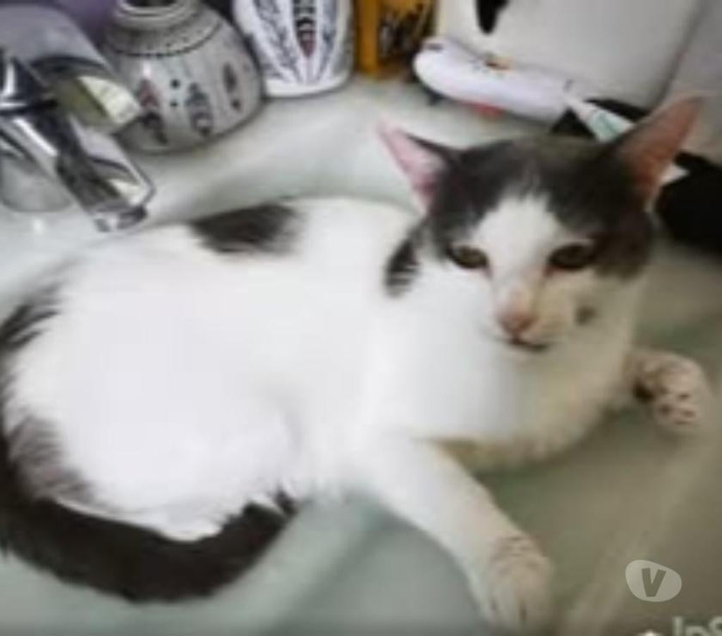 Don animaux Ardèche St Romain de Lerps - 07130 - Photos Vivastreet Chat OPALE à l adoption