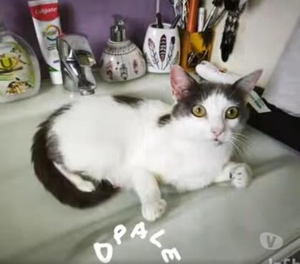Don animaux St Romain de Lerps Ardèche - Photos Vivastreet Chat OPALE à l adoption
