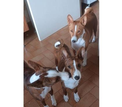 Vente animaux St Marcellin Isère - Photos Vivastreet Vente chiot Basenji LOF