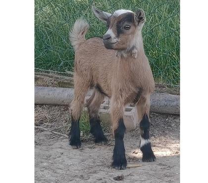 Vente animaux Vermelles Pas-de-Calais - Photos Vivastreet Bouc nain castré