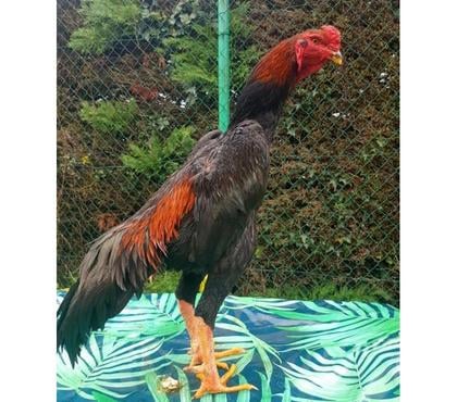 Vente animaux Guingamp Côtes-d'Armor - Photos Vivastreet Coq de grandes races