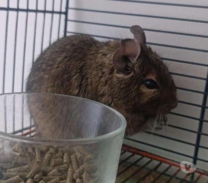 Adoption animaux Vienne Isère - Photos Vivastreet Octodon femelle