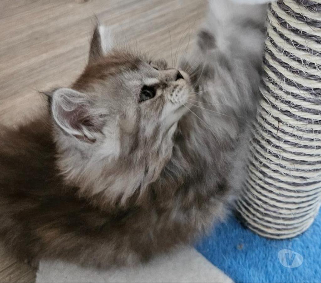 Vente Nord Nieppe - 59850 - Photos Vivastreet CHATONS MAINE COON LOOF