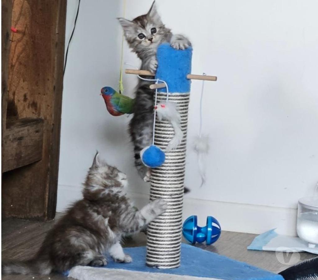 Vente Nord Nieppe - 59850 - Photos Vivastreet CHATONS MAINE COON LOOF