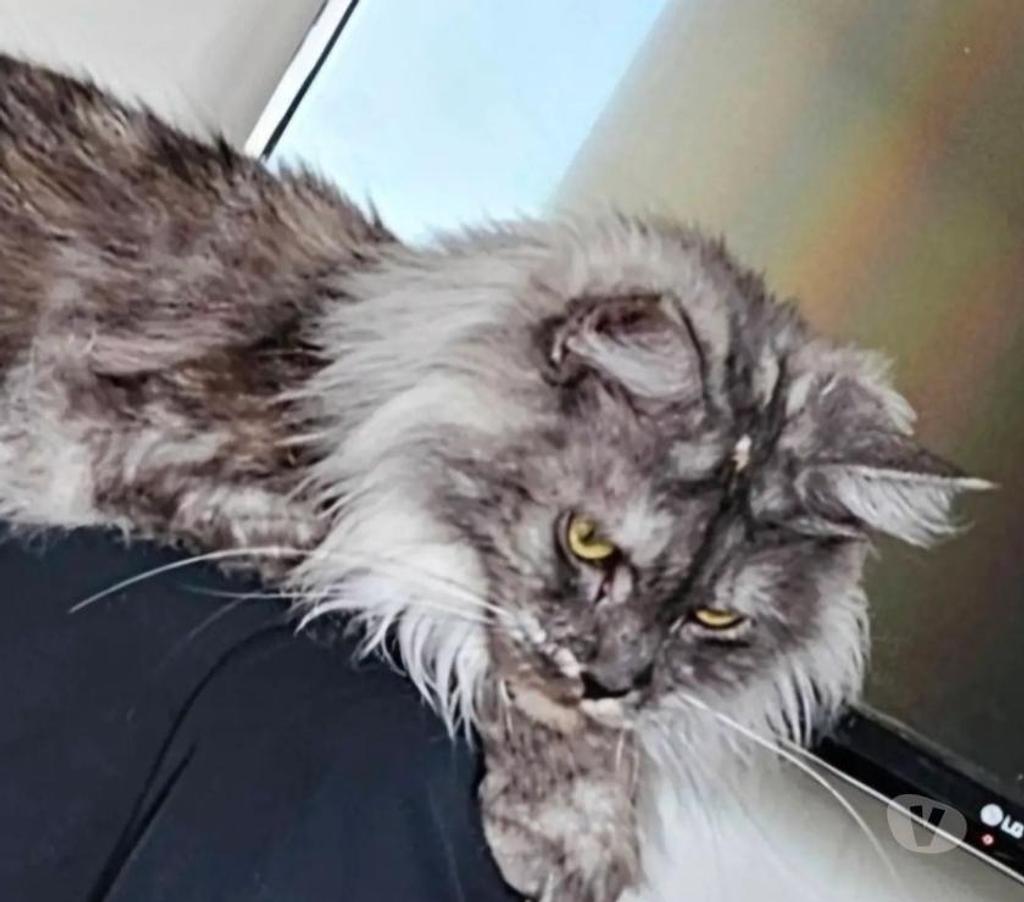 Vente Nord Nieppe - 59850 - Photos Vivastreet CHATONS MAINE COON LOOF