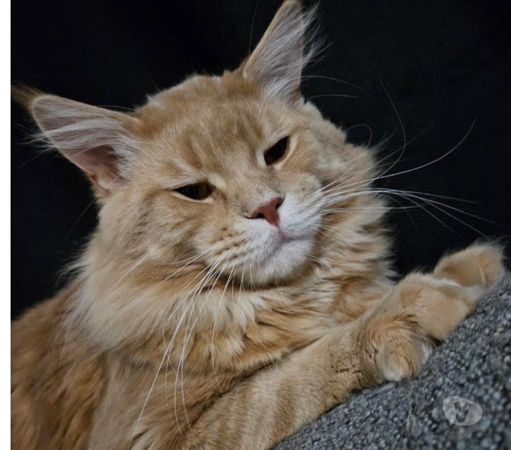 Vente Nord Nieppe - 59850 - Photos Vivastreet CHATONS MAINE COON LOOF