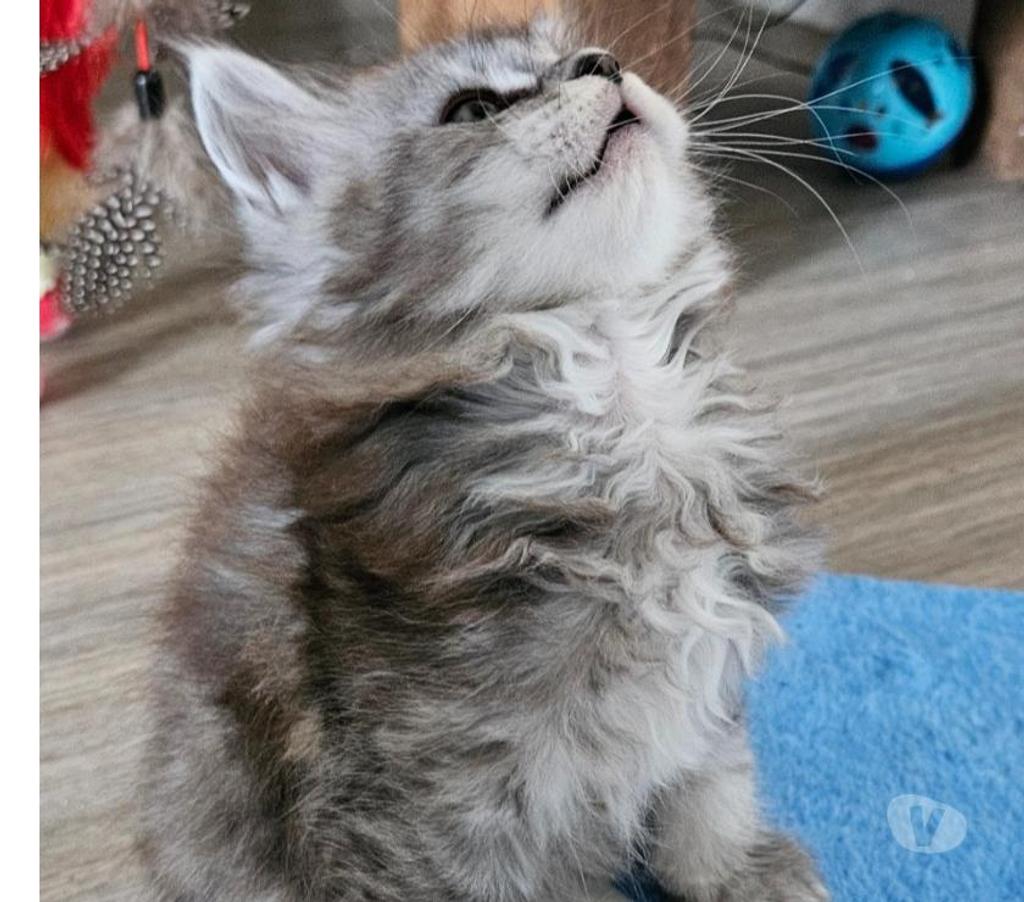 Vente Nord Nieppe - 59850 - Photos Vivastreet CHATONS MAINE COON LOOF