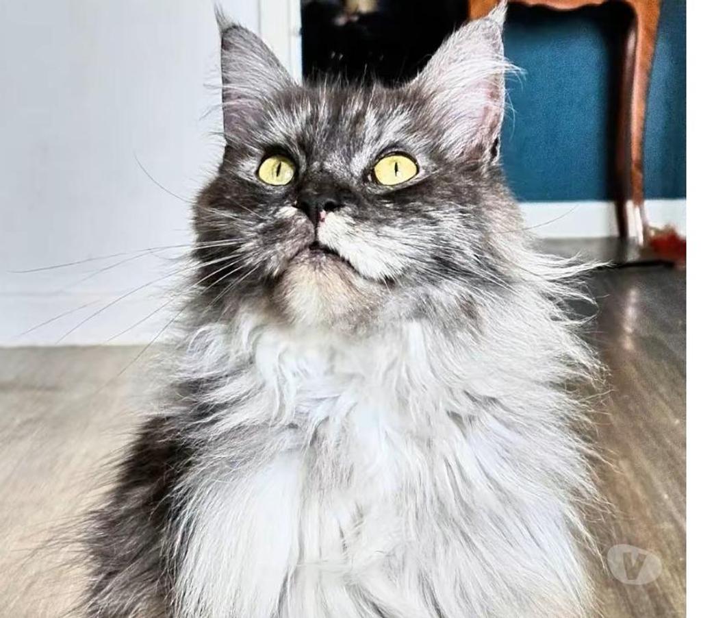 Vente Nord Nieppe - 59850 - Photos Vivastreet CHATONS MAINE COON LOOF