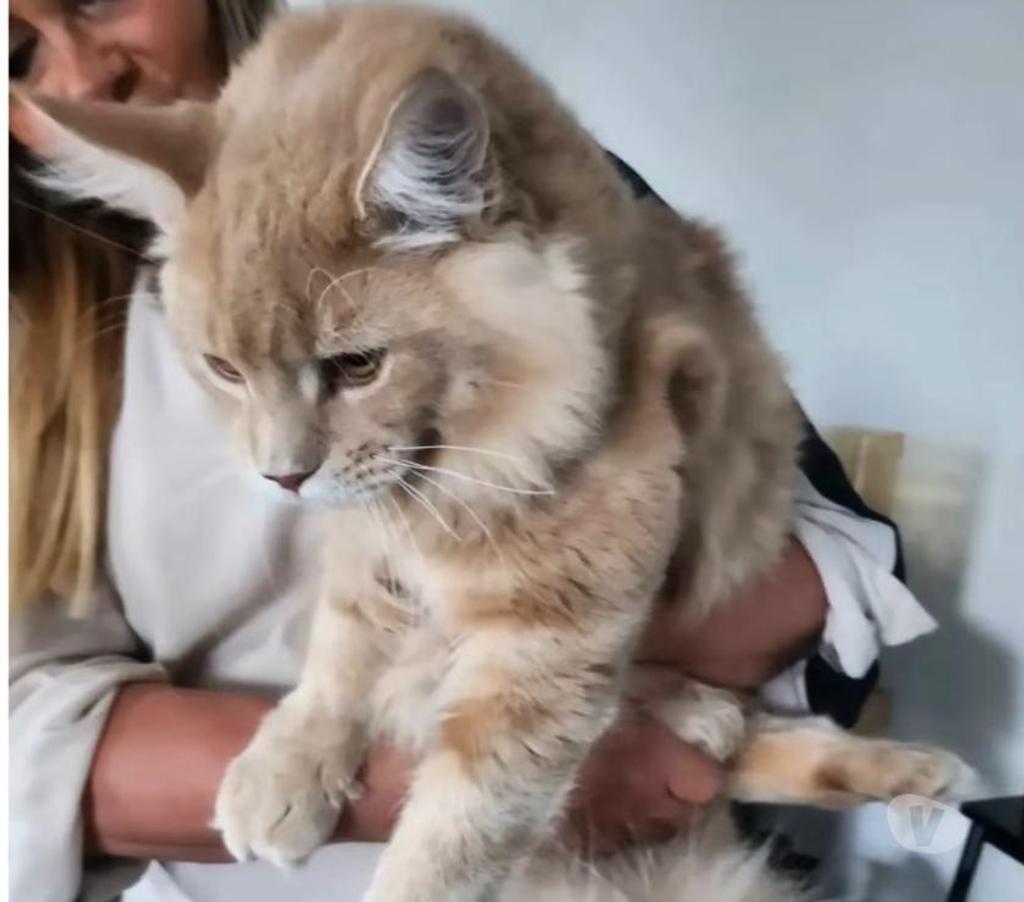 Vente Nord Nieppe - 59850 - Photos Vivastreet CHATONS MAINE COON LOOF