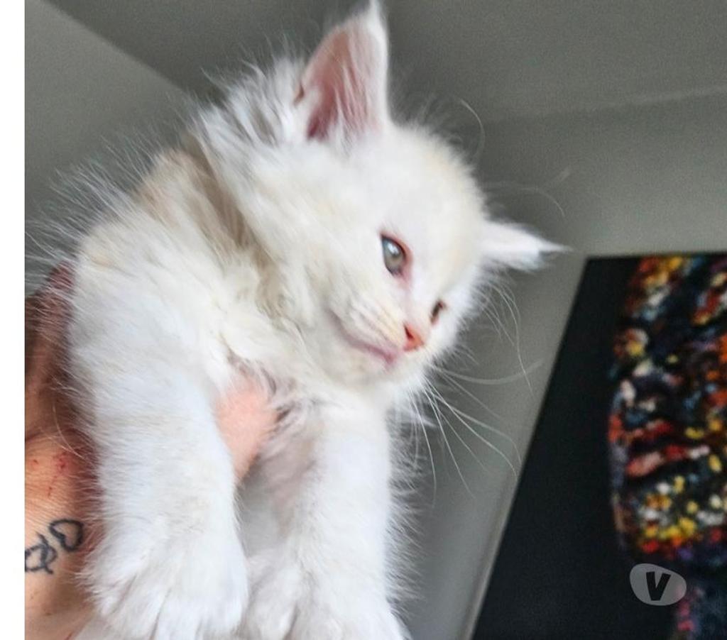 Vente Nord Nieppe - 59850 - Photos Vivastreet CHATONS MAINE COON LOOF
