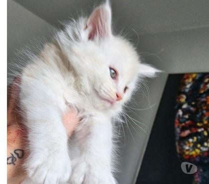 Vente animaux Nieppe Nord - Photos Vivastreet CHATONS MAINE COON LOOF