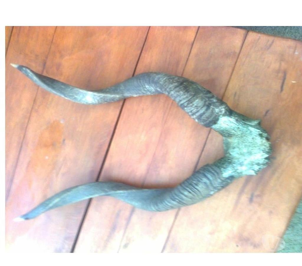 Décoration - art Seine-et-Marne Montceaux les Provins - 77151 - Photos Vivastreet corne d'antilope