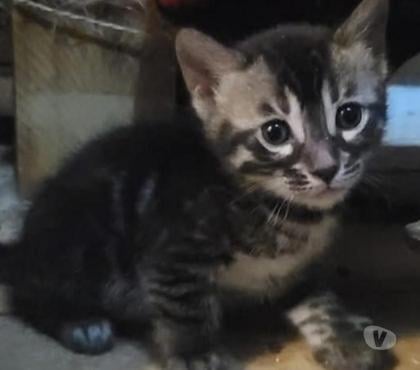 Vente animaux Halluin Nord - Photos Vivastreet Chaton bengal brown