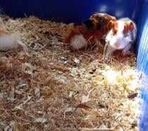 Vend bébé cochon d'Inde