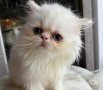 Chatons persans femelles blanches aux yeux bleus