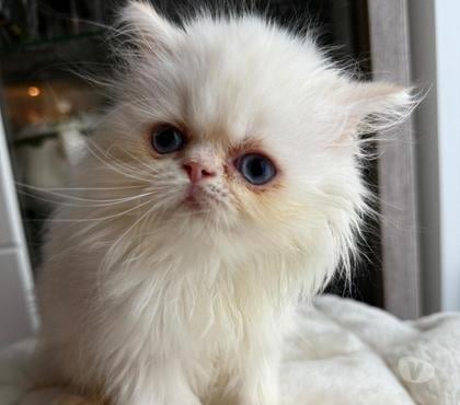 Vente animaux St Denis Seine-Saint-Denis - Photos Vivastreet Chatons persans femelles blanches aux yeux bleus