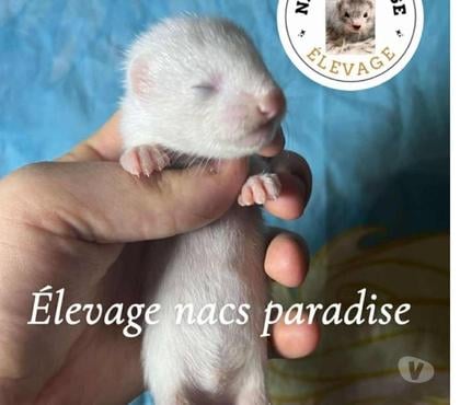 Vente animaux Beuvrages Nord - Photos Vivastreet furet et fureton
