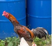 Coq Brasil Viet