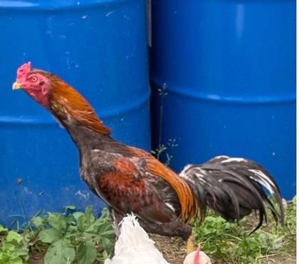 Vente animaux Nancy Nancy - Photos Vivastreet Coq Brasil Viet