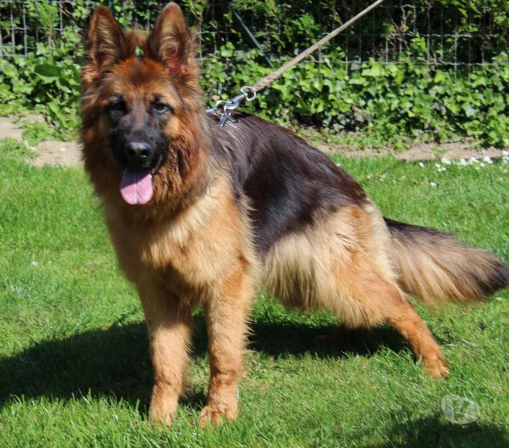 Vente Seine-et-Marne Villemer - 77250 - Photos Vivastreet vends chiots berger allemand poils long LOF