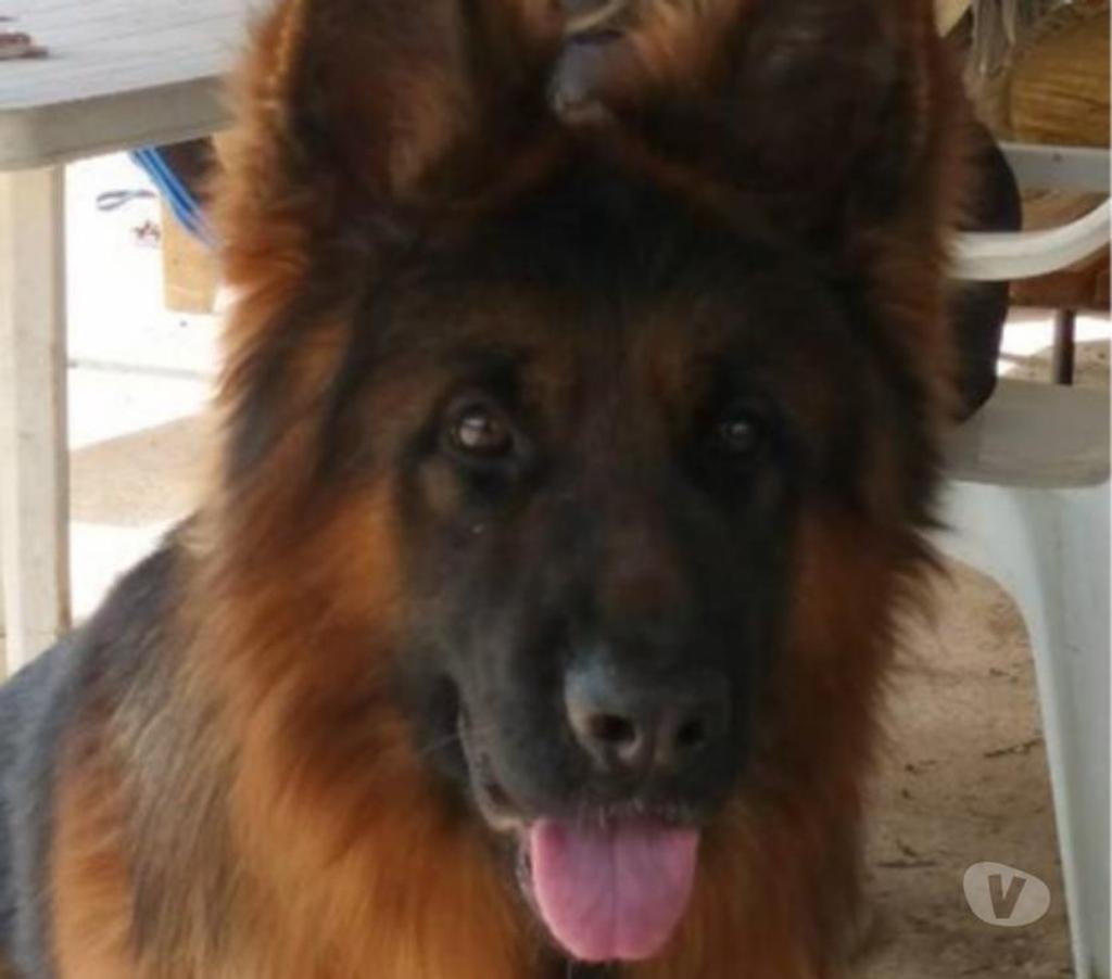 Vente Seine-et-Marne Villemer - 77250 - Photos Vivastreet vends chiots berger allemand poils long LOF