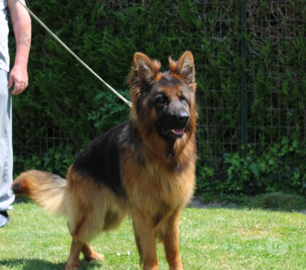 Vente Seine-et-Marne Villemer - 77250 - Photos Vivastreet vends chiots berger allemand poils long LOF
