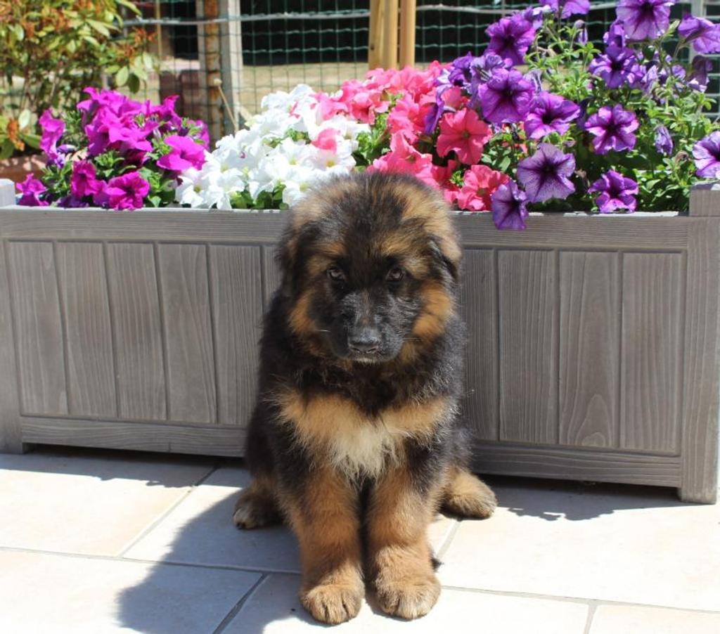 Vente Seine-et-Marne Villemer - 77250 - Photos Vivastreet vends chiots berger allemand poils long LOF