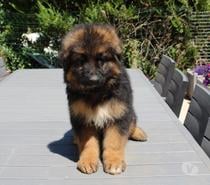 vends chiots berger allemand poils long LOF