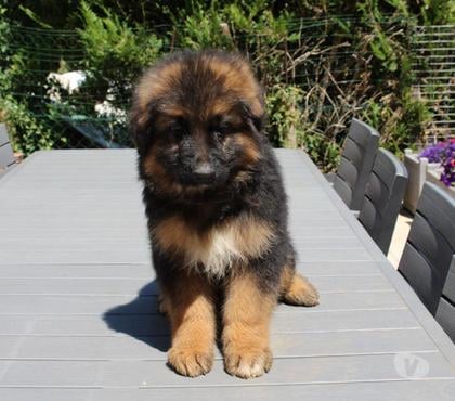 Vente Villemer Seine-et-Marne - Photos Vivastreet vends chiots berger allemand poils long LOF