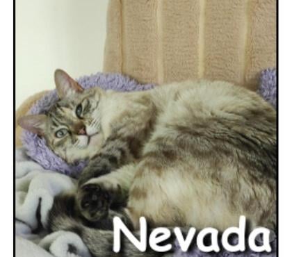 Adoption animaux Lyon Lyon - Photos Vivastreet NEVADA, minette attachante et câline