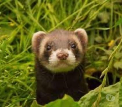 Vente animaux Livarot Calvados - Photos Vivastreet Furets adultes mâle et femelles
