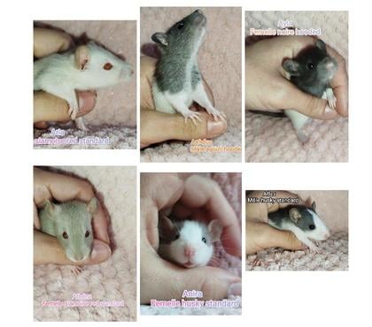 Vente animaux Cherbourg Manche - Photos Vivastreet Bébés rats a adopter