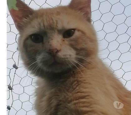Don animaux Carcassonne Carcassonne - Photos Vivastreet Texas chat roux 4 ans A ADOPTER