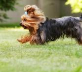 Prety - Saône-et-Loire — AGILITY FOR CHIHUAHUA AND YORKSHIRE
