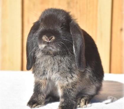 Vente animaux Arbusigny Haute-Savoie - Photos Vivastreet Lapereaux Nains Béliers