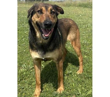 Don animaux Beziers Hérault - Photos Vivastreet NIKITA, chienne type berger, 2 ans non lof