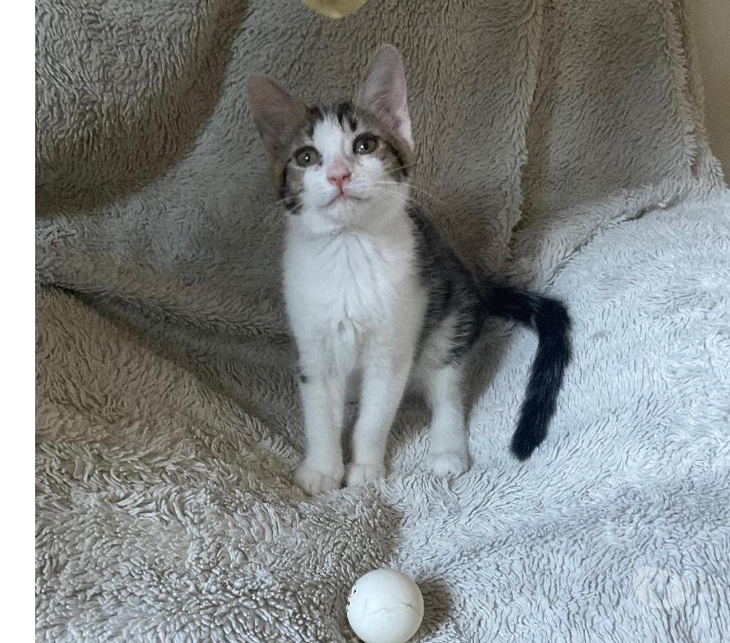 Don animaux Oise Beauvais - 60000 - Photos Vivastreet Donne 3 chatons de 3 mois – très joueurs et affectueux