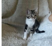 Donne 3 chatons de 3 mois – très joueurs et affectueux