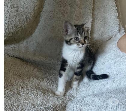 Adoption animaux Beauvais Oise - Photos Vivastreet Donne 3 chatons de 3 mois – très joueurs et affectueux